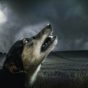 Mon journal lunaire du 13 novembre 2017 – Une humeur de chien !