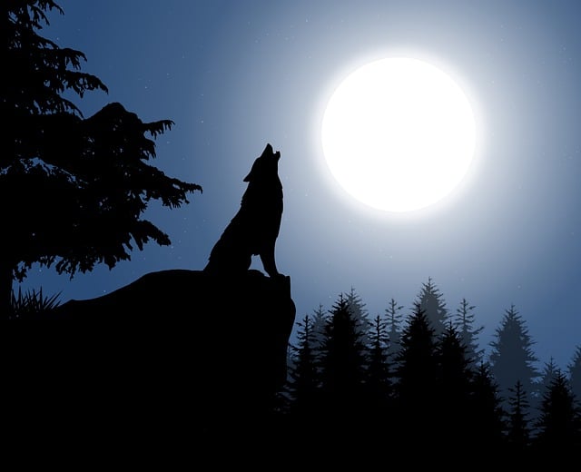 Mon journal lunaire du 13 janvier 2025 – Mes Petits Secrets De Lune – PL du 13 janvier –
