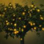 Mon journal lunaire du 25 janvier 2021 – L’homme Est Un Arbre Des Champs –