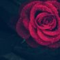 Mon journal lunaire du 9 janvier 2022 – Le porteur d’amour –