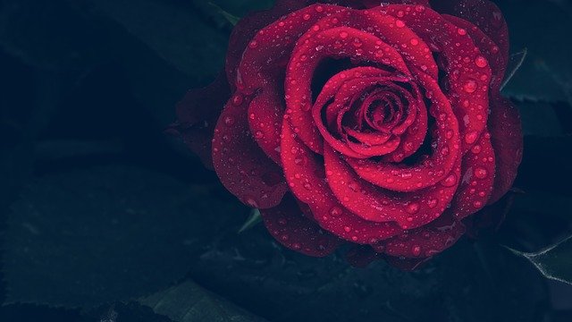 Mon journal lunaire du 9 janvier 2022 – Le porteur d’amour –